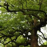 arbol