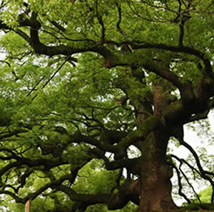 Expandiendo la percepción a través de la vibración