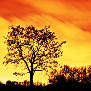 arbol pazt