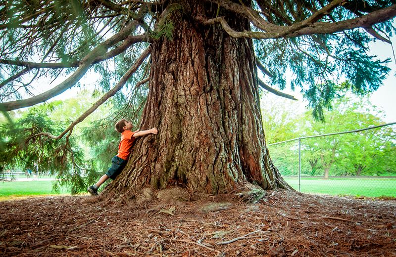 2016_Merida_boy_hugging_tree-w