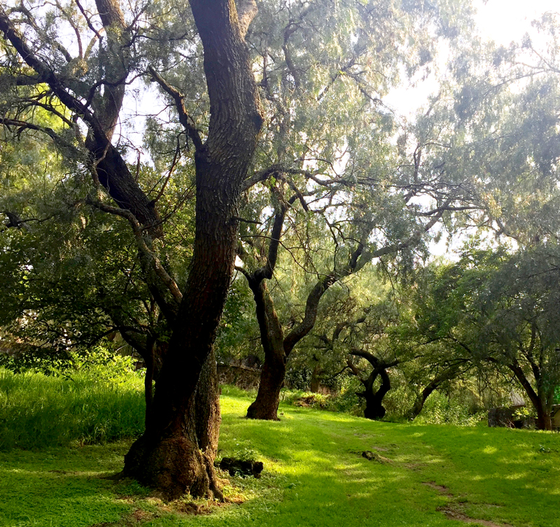 Jardines_Arboles-w