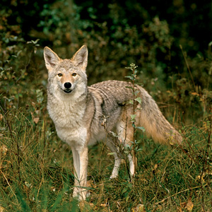 Coyote 2