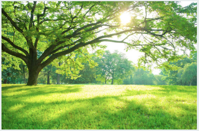 La Tensegridad de Carlos Castaneda