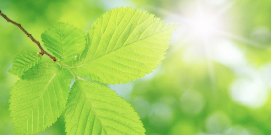 Práctica regular de Tensegridad