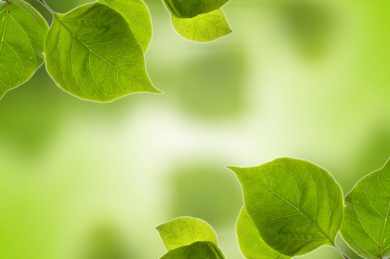 El ensueño, Carlos Castaneda