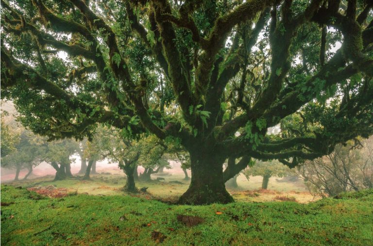 La Forma del Ensueño Despierto del Árbol