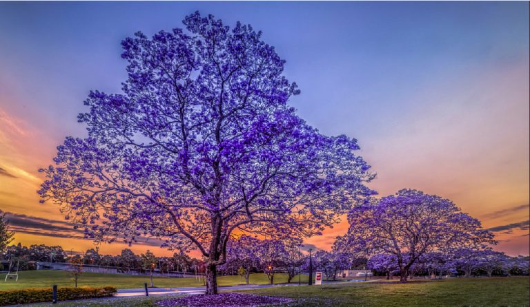 Prosperidad y Abundancia