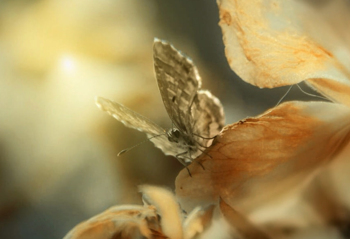 tensegridad pases magicos