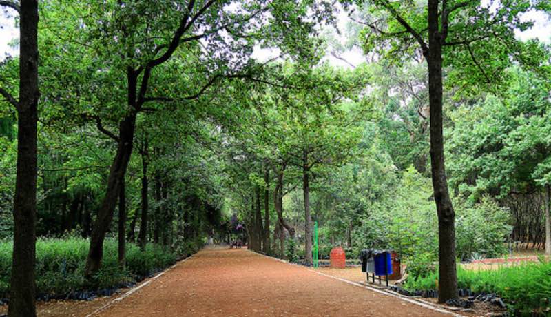 La Tensegridad de Carlos Castaneda en Viveros de Coyoacán
